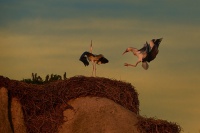 Cap bily - Ciconia ciconia - White Stork 2080b
